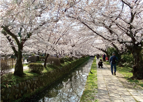 桜20210329BS.jpg